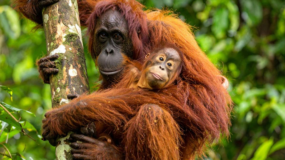 Spot Wildlife in Kalimantan (Borneo)